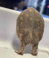 Frog butt