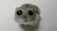 sad hamster