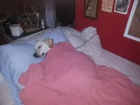 Dog sleeping