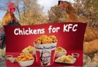 chickens for kfc