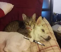 Cat with knife at dog's throat