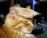 donald trump cat