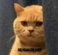 de kuales gato