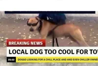 Local dog too cool for town