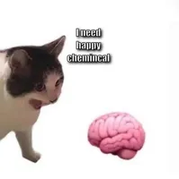 Cat Yelling at Brain