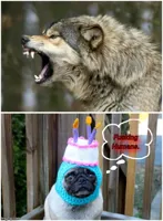 Wolf dog birthday