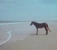 Man Horse Water 