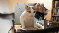 spinning cat