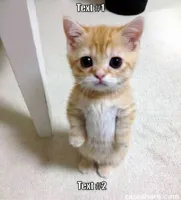 Cute Cat