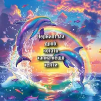 dolphin symphony 