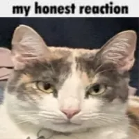My Honest Reaction
