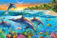 symphony dolphin