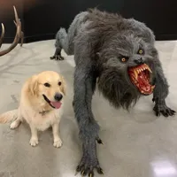 Good dog scary dog