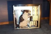 cat in computer