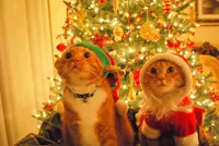 Christmas Cats hopeful