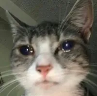 cat crying