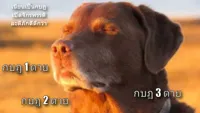 dog with eyes closed