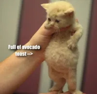 Cat full of soup