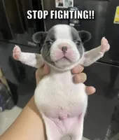 stop fighting dog 