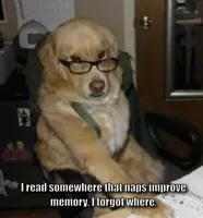 smart dog