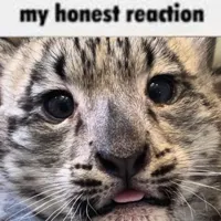 My Honest Reaction