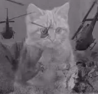 Cat war flashback