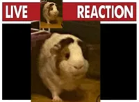 Live reaction
