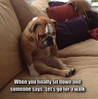 bulldogsad