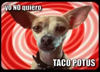 taco bell dog