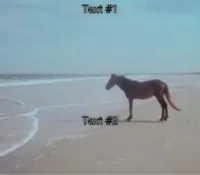 Man Horse Water 