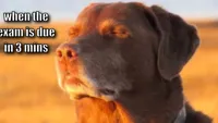 dog with eyes closed
