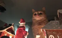 Cat pathetic looking at Christmas decorations