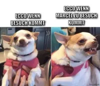 Happy Dog Then Angry Dog