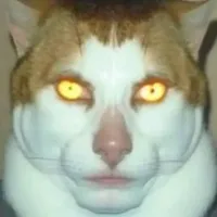 Sigma Cat