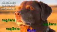 dog with eyes closed