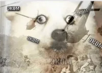 PTSD dog