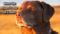 dog with eyes closed