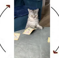 i wake up cat