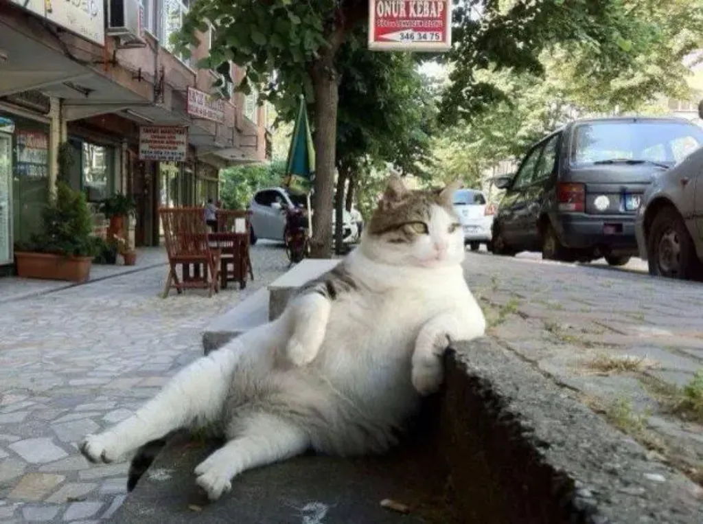 CAT RELAX