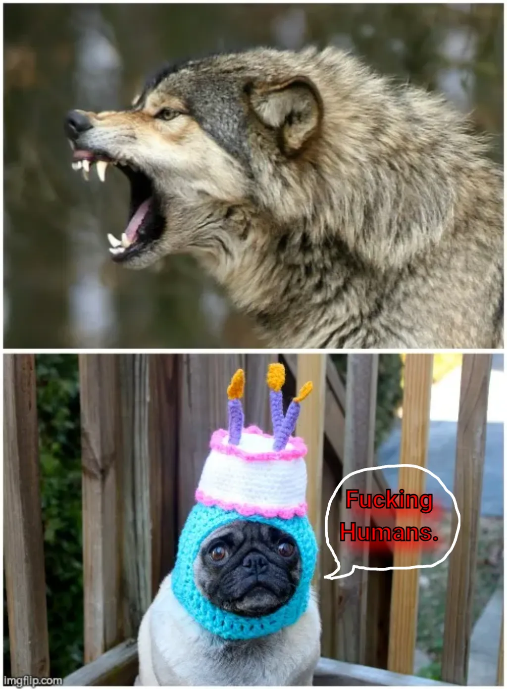 Wolf dog birthday