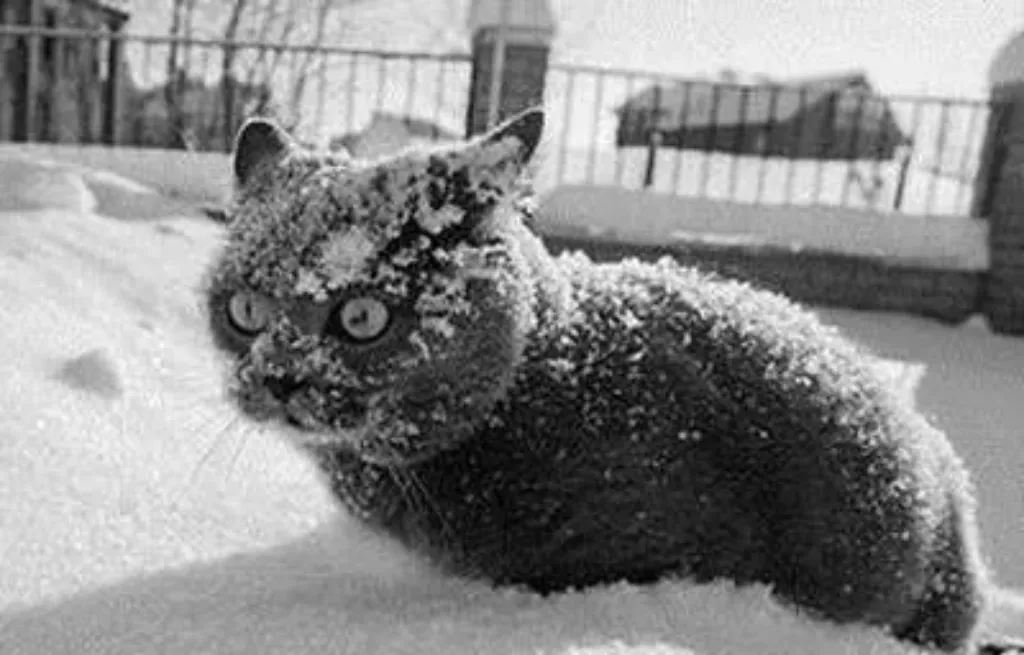 so much cocaine cat