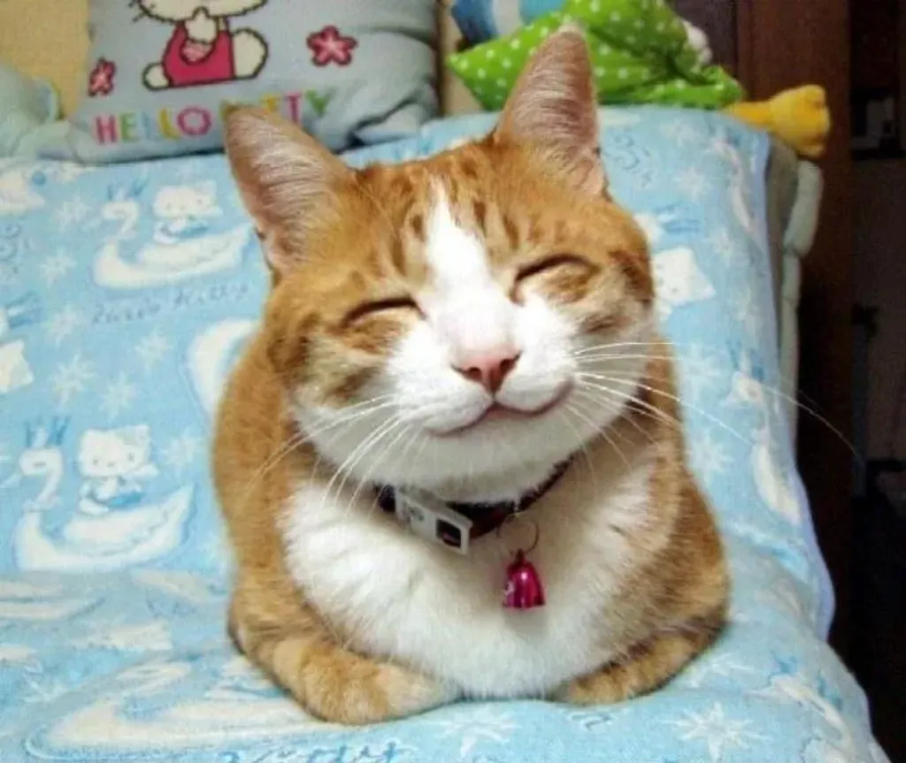 Cute Smiling Cat