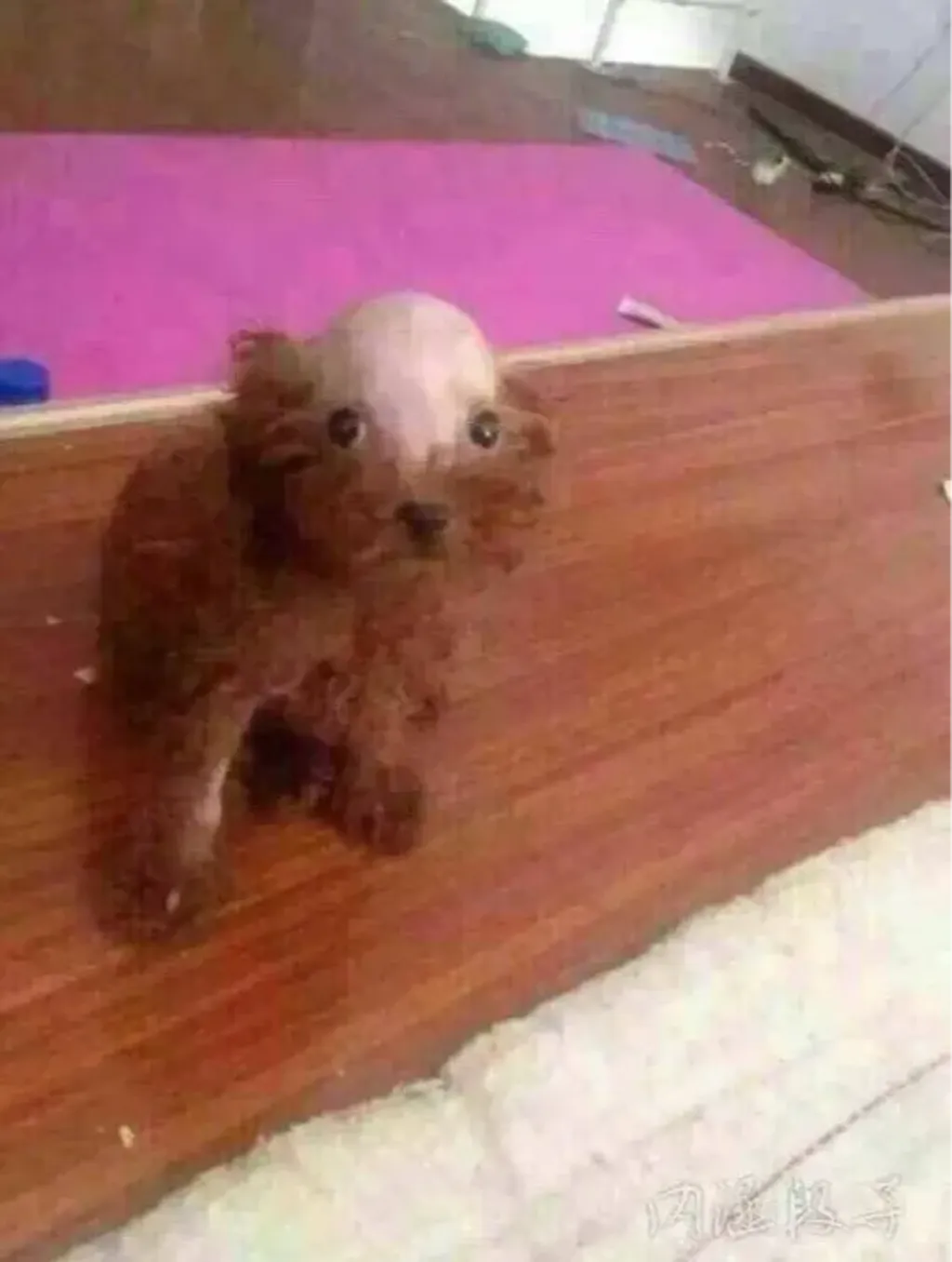 Bald poodle - Bald Dog