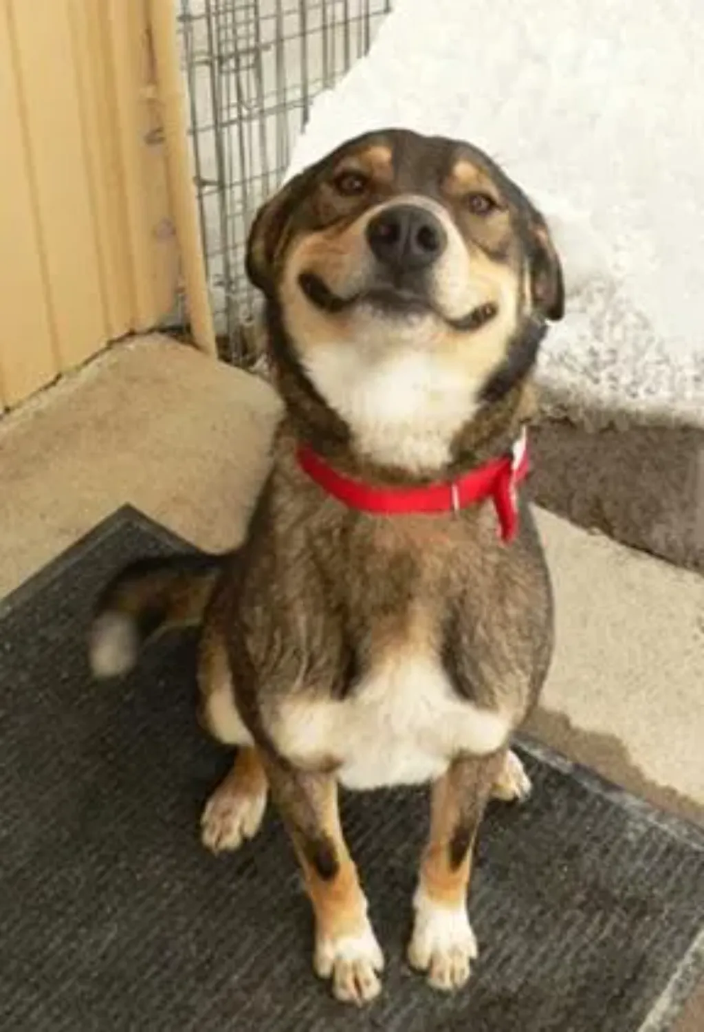 dog smiling big