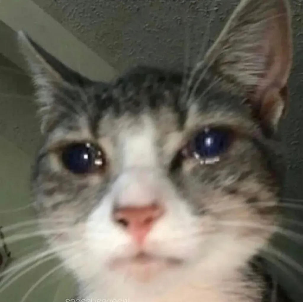 cat crying