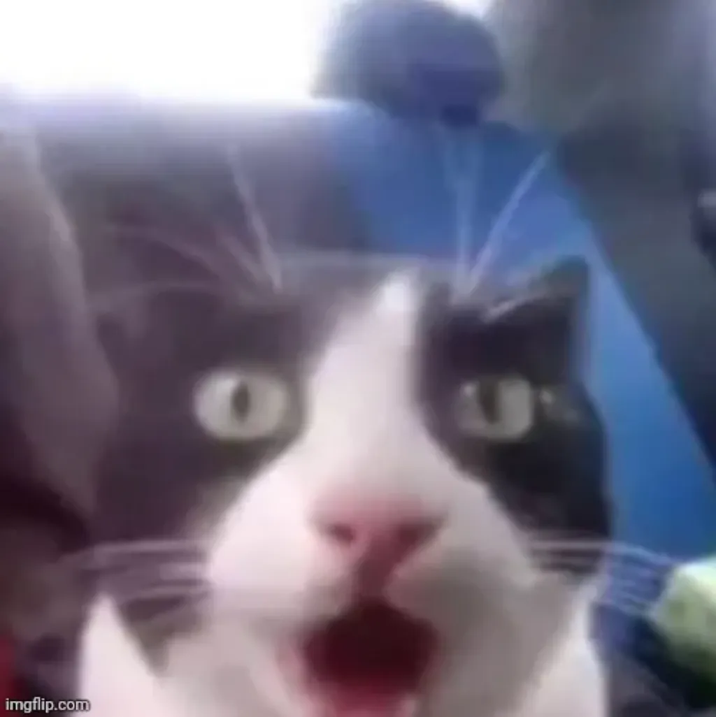 cat shocked