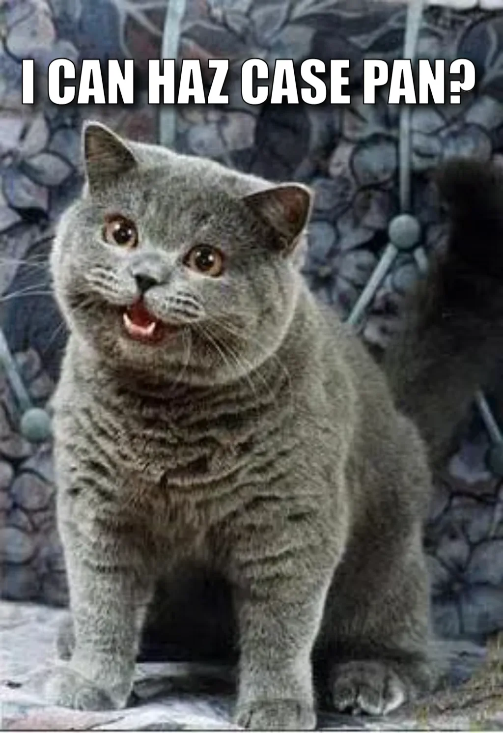 I can haz cheezburger plain