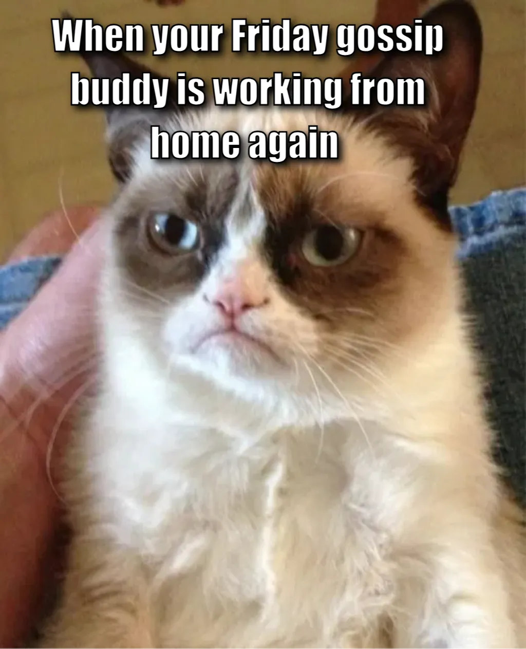 Grumpy Cat