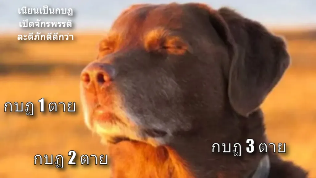 Meme Image