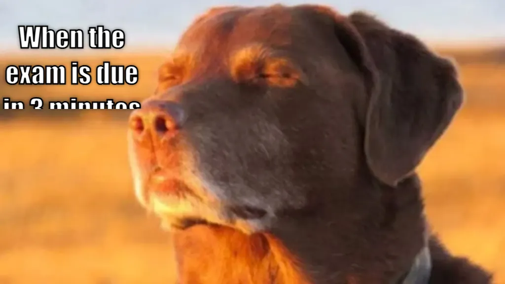 dog with eyes closed
